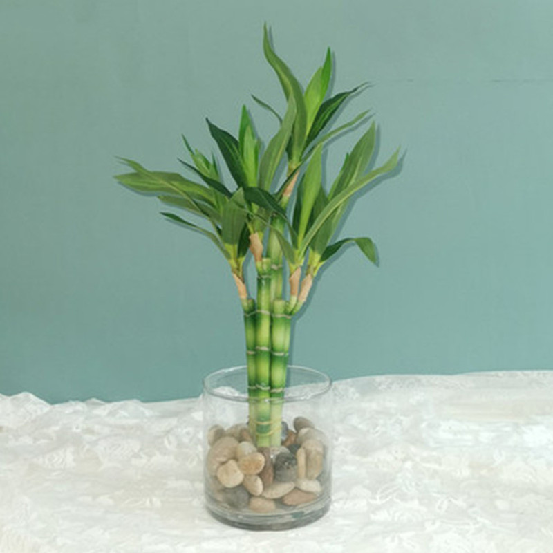 Desk Setup Plants - New 40cm rFtificial Lucky Bamboo Succulent