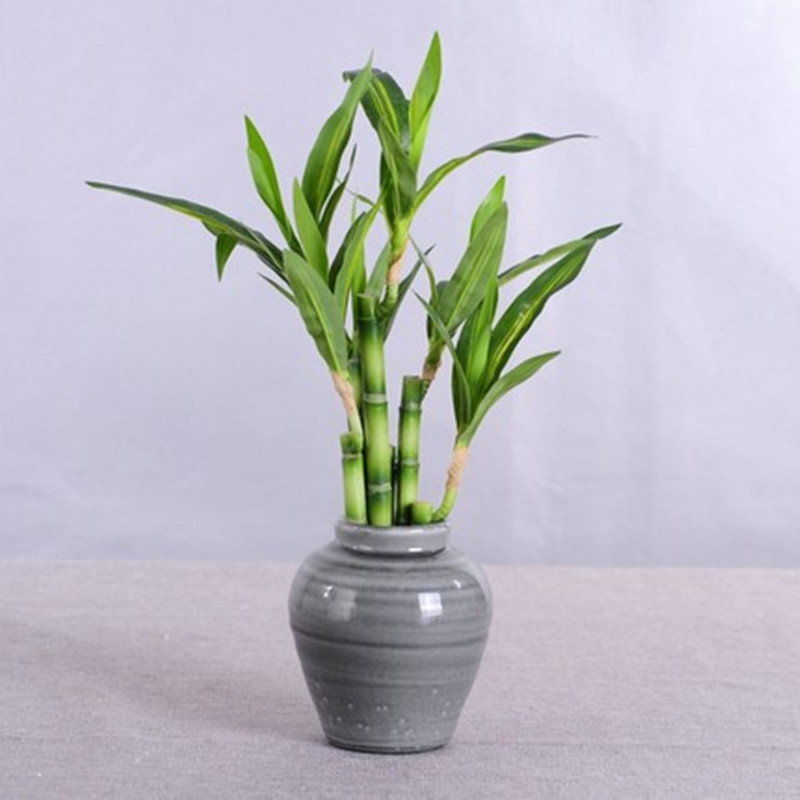 New 40cm rFtificial Lucky Bamb - огляд і ціна Desk Setup Plants